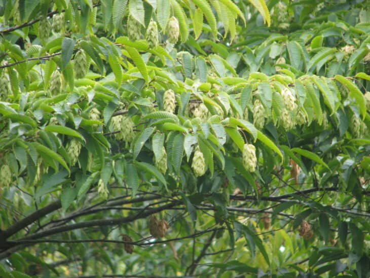 Japanese Hop Hornbeam (Carpinus japonica)