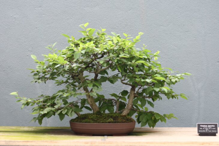 Japanese Hop Hornbeam (Carpinus japonica)