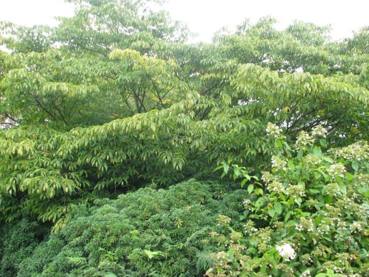 Japanese Hop Hornbeam (Carpinus japonica)