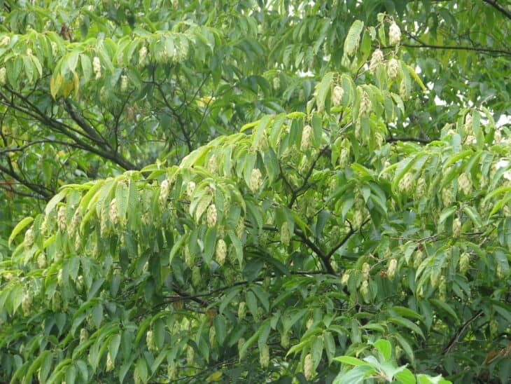 Japanese Hop Hornbeam (Carpinus japonica)