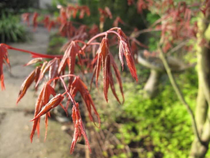 Japanese Maple (Acer palmatum)