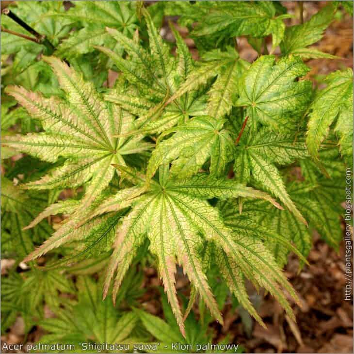 Japanese Maple (Acer palmatum)
