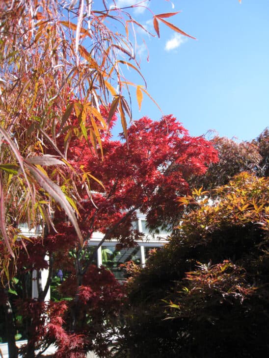 Japanese Maple (Acer palmatum)