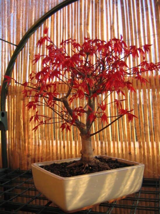 Japanese Maple (Acer palmatum)