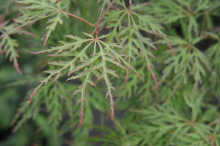 Japanese Maple (Acer palmatum)
