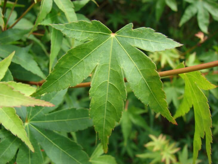 Japanese Maple (Acer palmatum)