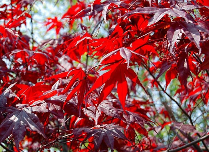 Japanese Maple (Acer palmatum)