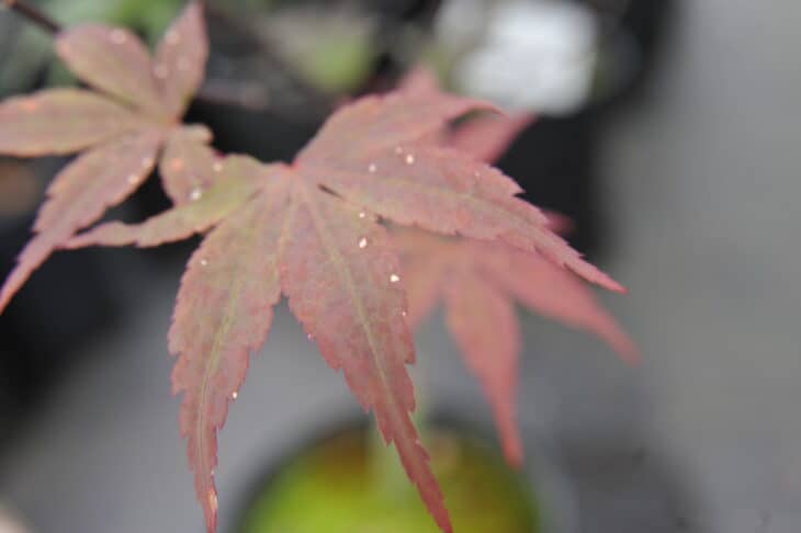 Japanese Maple (Acer palmatum)