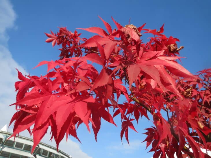 Japanese Maple (Acer palmatum)