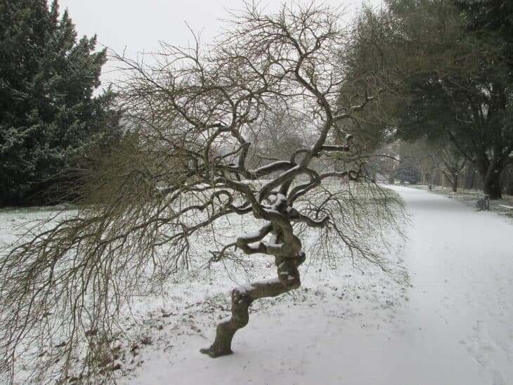 Japanese Maple (Acer palmatum)
