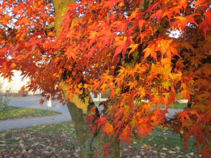 Japanese Maple (Acer palmatum)