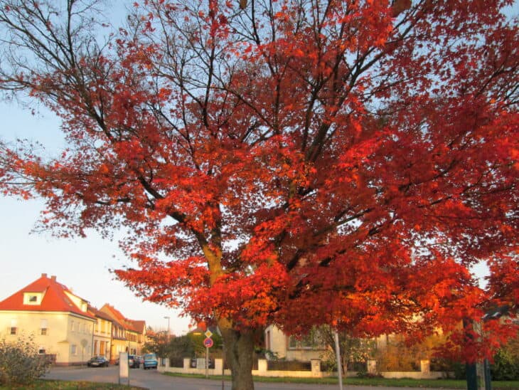 Japanese Maple (Acer palmatum)
