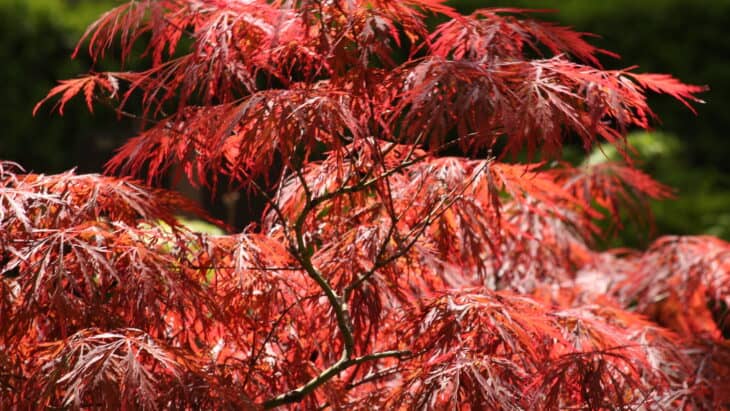 Japanese Maple (Acer palmatum)