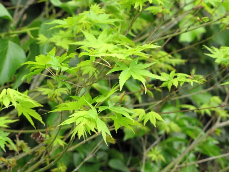 Japanese Maple (Acer palmatum)