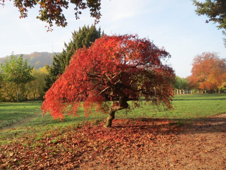 Japanese Maple (Acer palmatum)