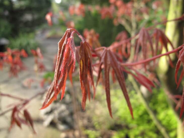 Japanese Maple (Acer palmatum)