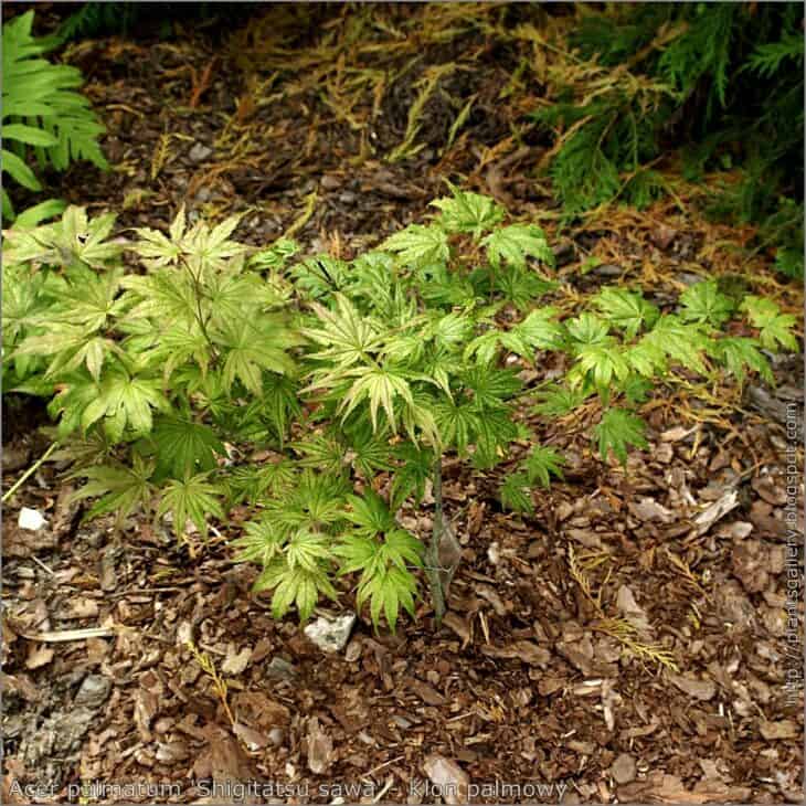 Japanese Maple (Acer palmatum)