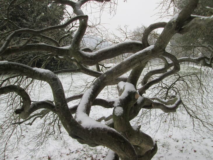 Japanese Maple (Acer palmatum)