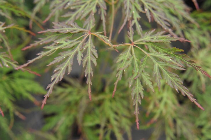 Japanese Maple (Acer palmatum)