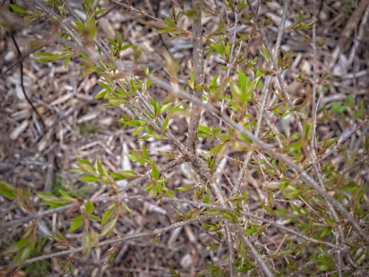 Japanese Tree Lilac (Syringa reticulata)