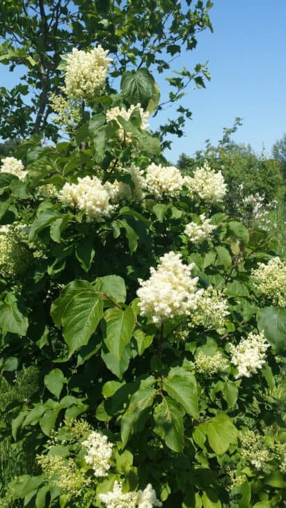 Japanese Tree Lilac (Syringa reticulata)