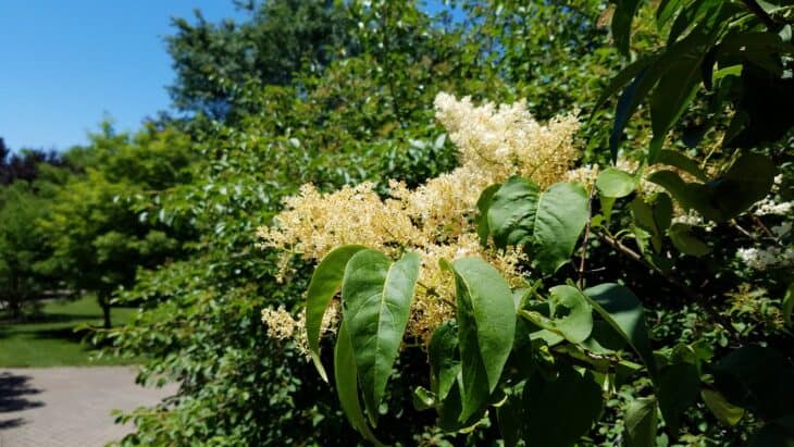 Japanese Tree Lilac (Syringa reticulata)