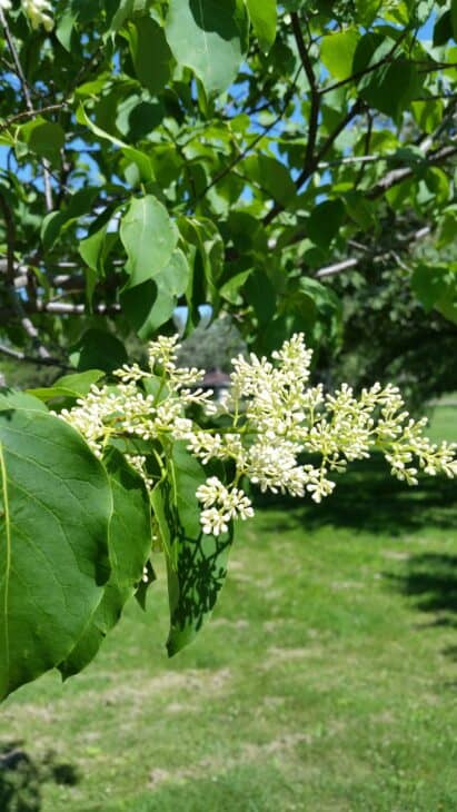 Japanese Tree Lilac (Syringa reticulata)