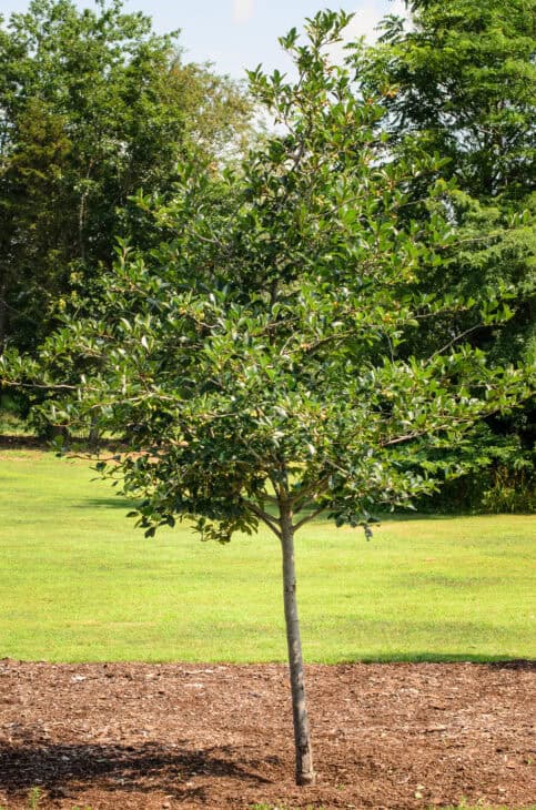 Japanese Tree Lilac (Syringa reticulata)
