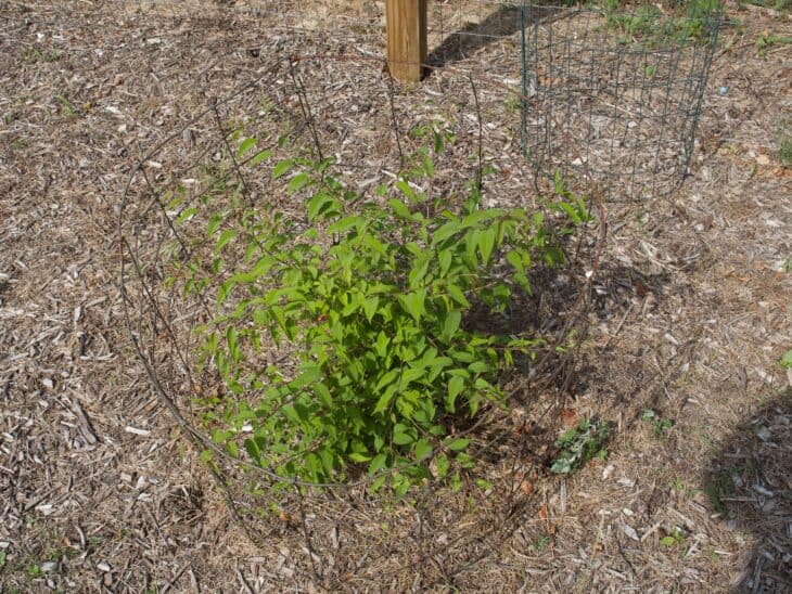 Japanese Tree Lilac (Syringa reticulata)