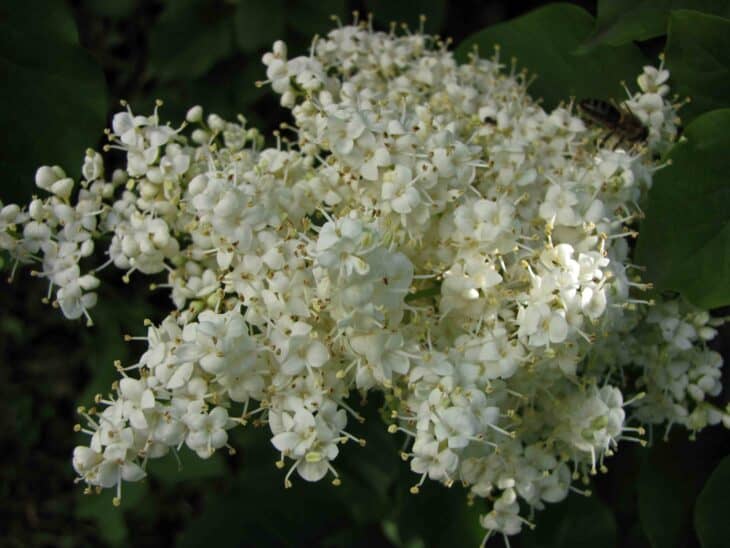 Japanese Tree Lilac (Syringa reticulata)