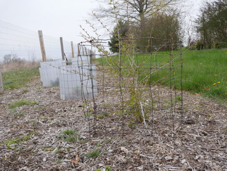 Japanese Tree Lilac (Syringa reticulata)