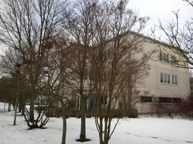 Japanese Tree Lilac (Syringa reticulata)