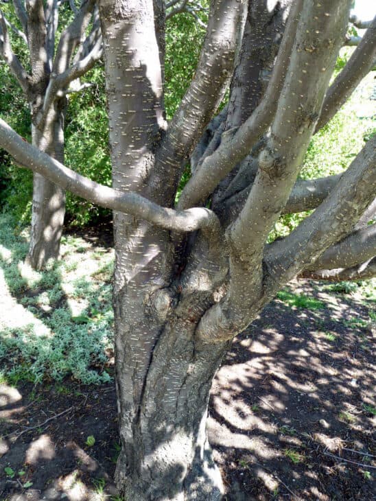 Japanese Tree Lilac (Syringa reticulata)