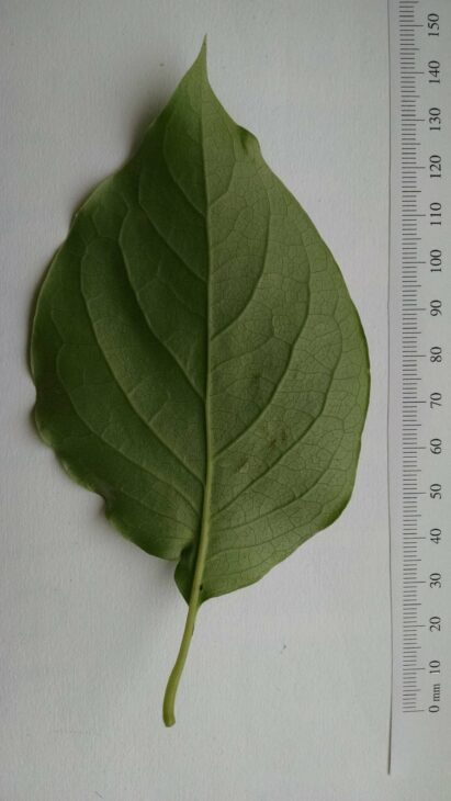 Japanese Tree Lilac (Syringa reticulata)