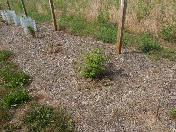 Japanese Tree Lilac (Syringa reticulata)