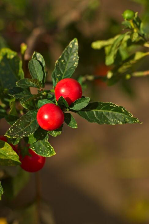 Jerusalem Cherry (Solanum pseudocapsicum)
