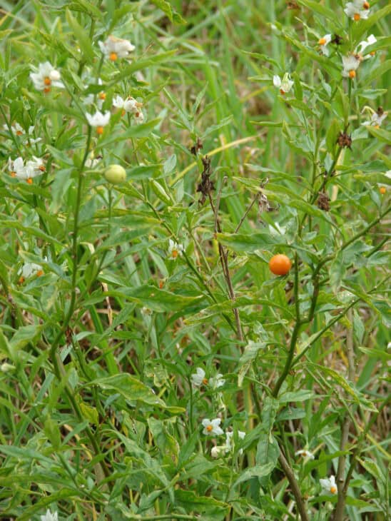 Jerusalem Cherry (Solanum pseudocapsicum)