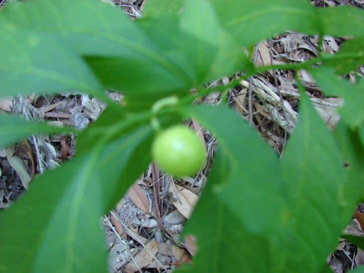 Jerusalem Cherry (Solanum pseudocapsicum)