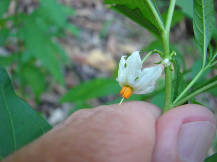 Jerusalem Cherry (Solanum pseudocapsicum)