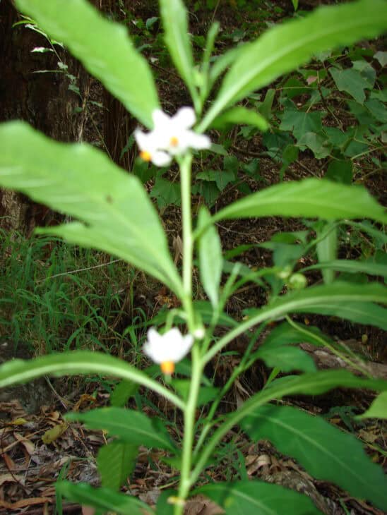 Jerusalem Cherry (Solanum pseudocapsicum)