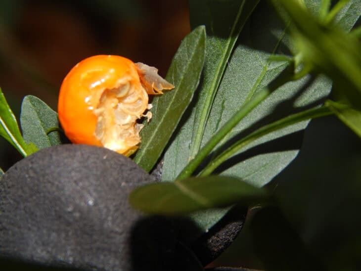 Jerusalem Cherry (Solanum pseudocapsicum)