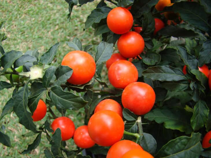 Jerusalem Cherry (Solanum pseudocapsicum)