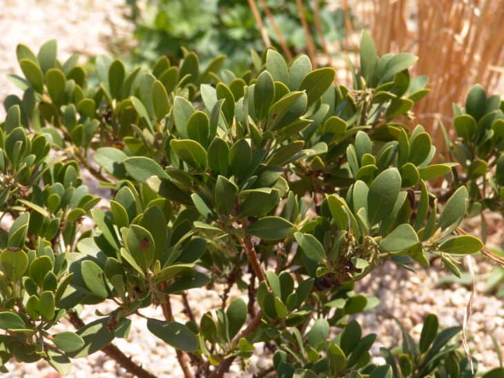 Kinnikinnick (Arctostaphylos uva-ursi)