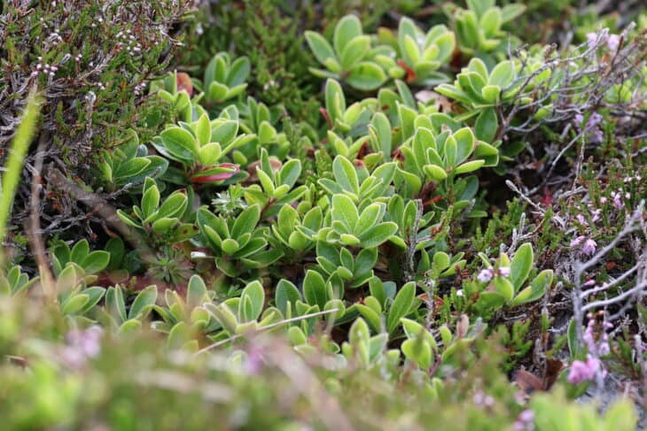 Kinnikinnick (Arctostaphylos uva-ursi)