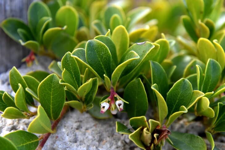Kinnikinnick (Arctostaphylos uva-ursi)