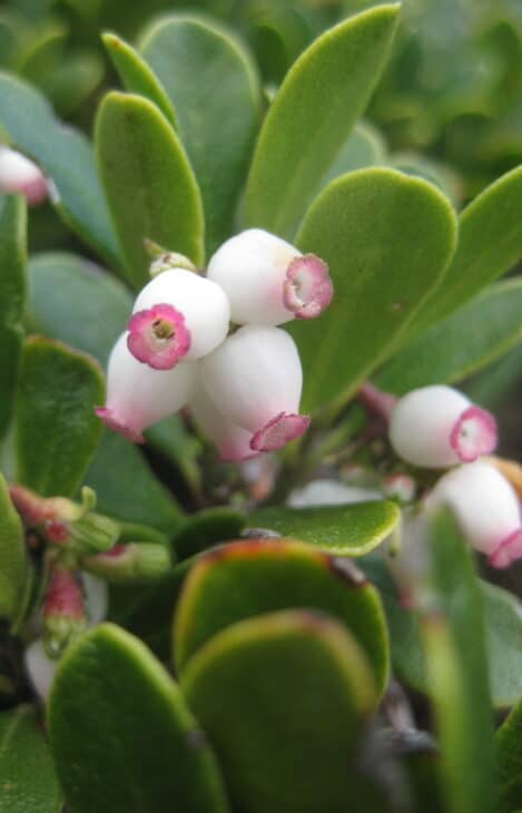 Kinnikinnick (Arctostaphylos uva-ursi)
