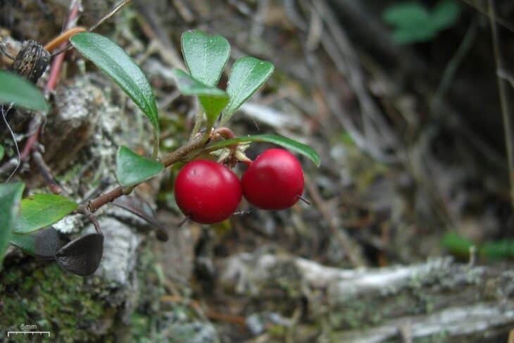 Kinnikinnick (Arctostaphylos uva-ursi)