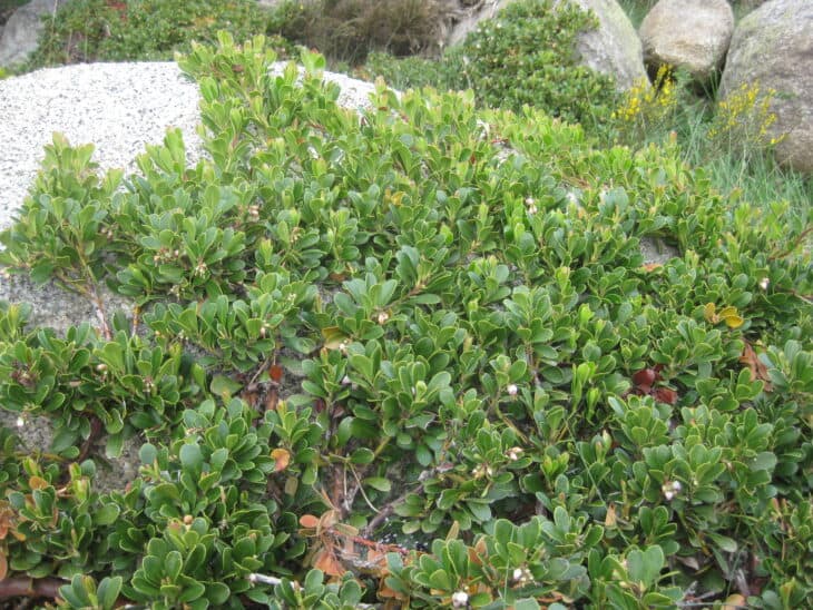 Kinnikinnick (Arctostaphylos uva-ursi)