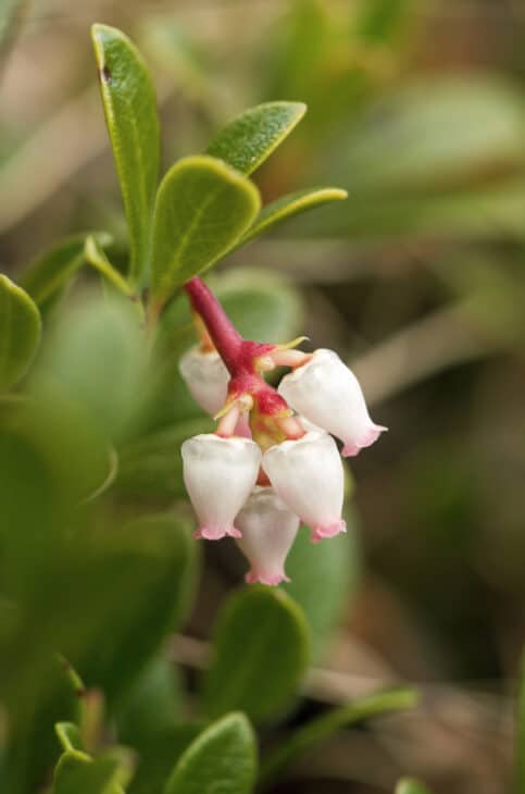 Kinnikinnick (Arctostaphylos uva-ursi)