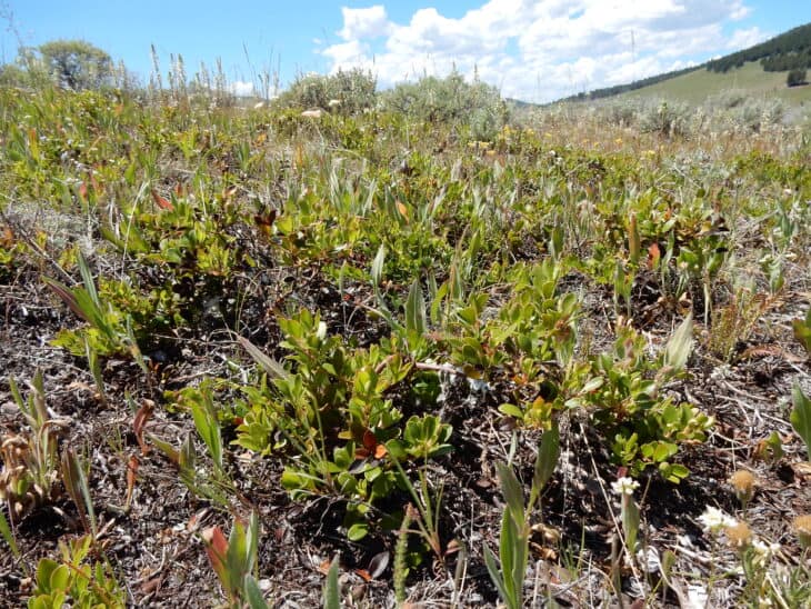 Kinnikinnick (Arctostaphylos uva-ursi)